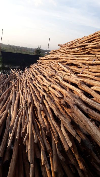 Jual Kayu Galam Kupasan