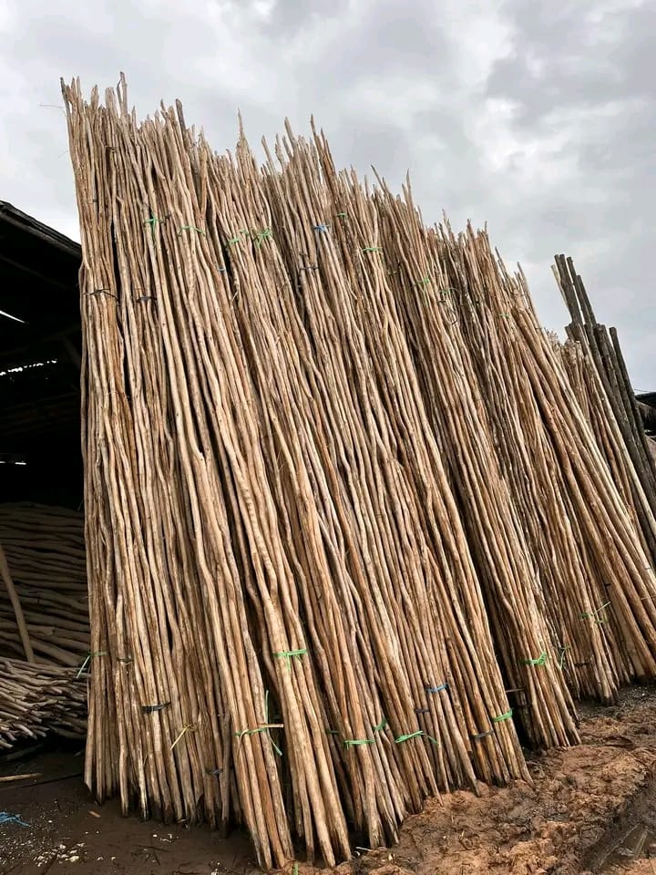 Kayu Galam Banjarmasin