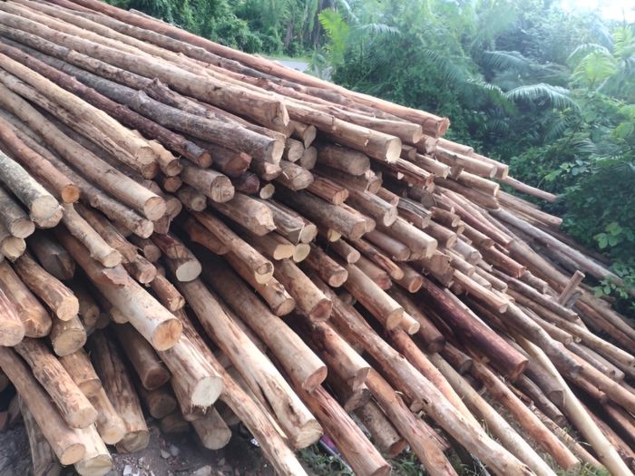 Jual Kayu Galam Kalimantan